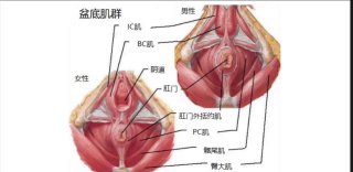 深入了解盆底肌：男女盆底肌群底部视角解析-两性技巧-性爱指南-高潮课堂